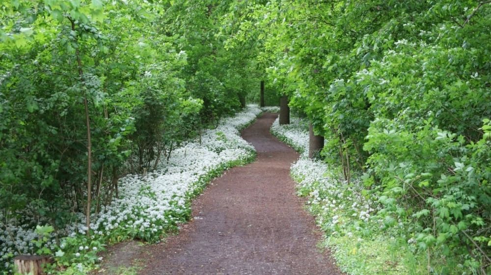 Blühender Bärlauch säumt einen Weg im Leipziger Auwald. Foto: Ralf Julke