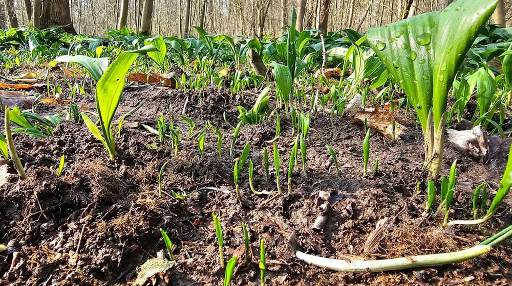 The police have caught wild garlic thieves. (Archive picture) / Photo: Tobias Junghannß/dpa-Zentralbild/dpa