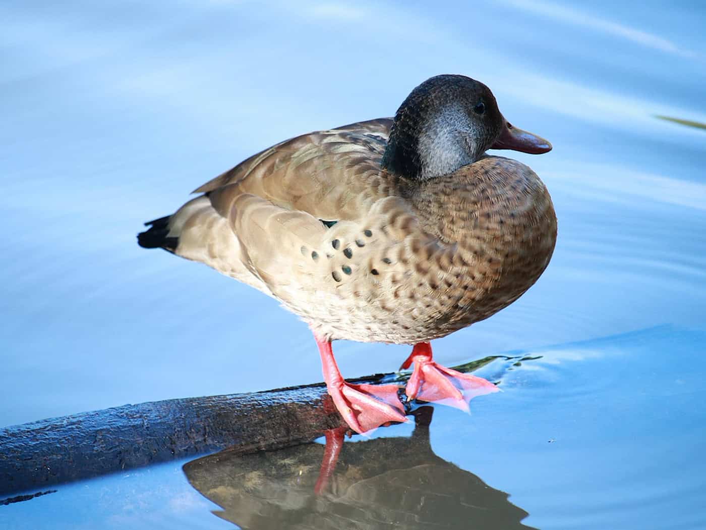 Symbolbild Vogelgrippe / pixabay boanergesjr