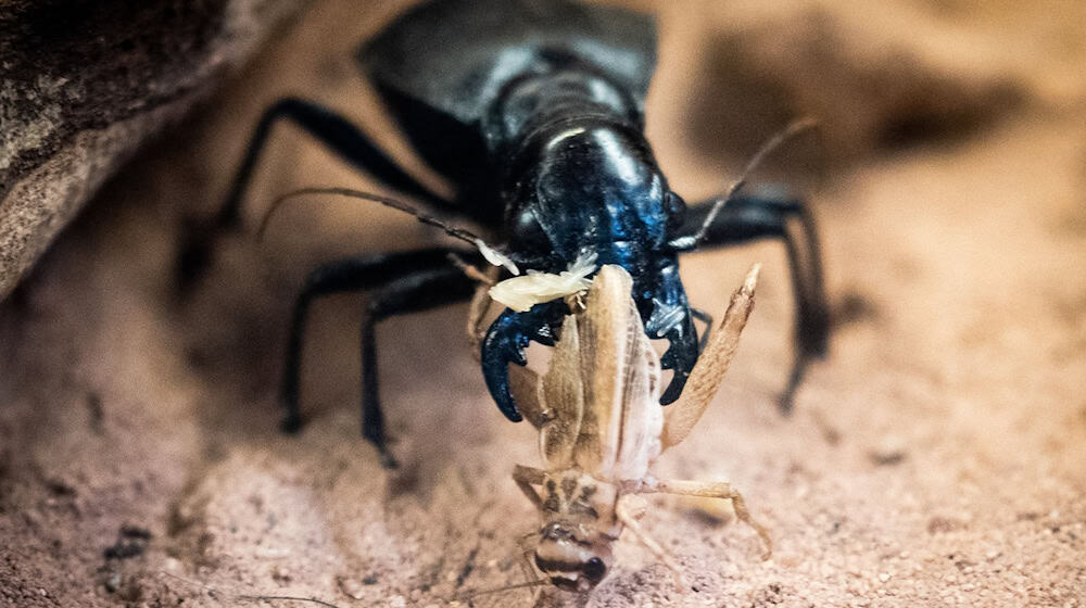 Ground beetle experts from Germany and Austria are meeting in Dresden this weekend (archive photo).  / Photo: Christian Charisius/dpa