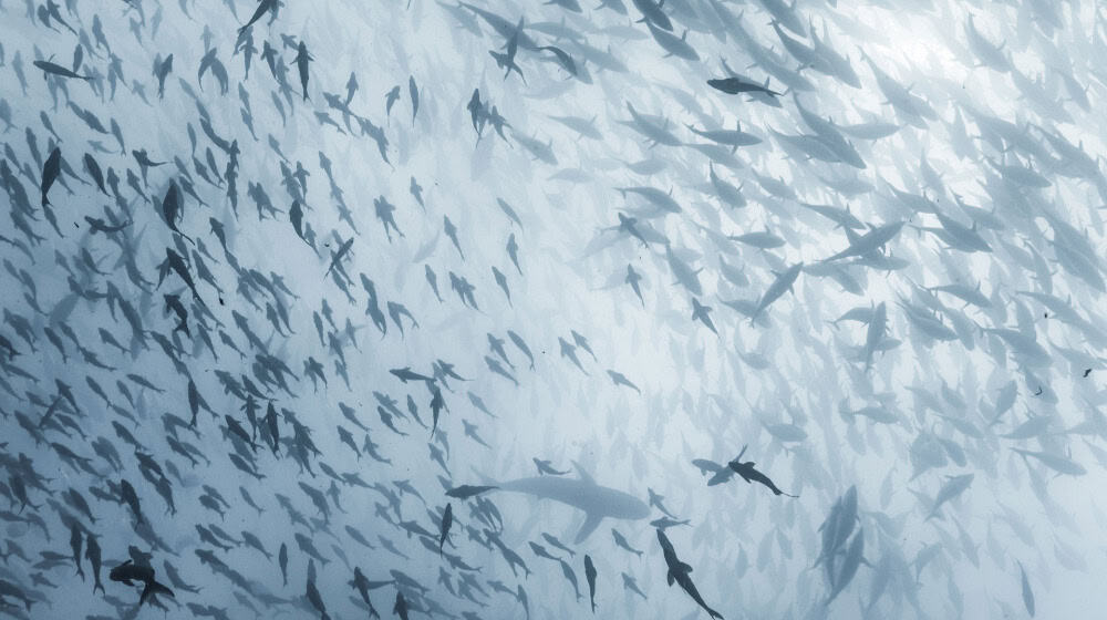 Sharks as prey swim together with small fish. The decline of large sharks is changing food webs worldwide. © Ocean Image Bank/Toby Matthews