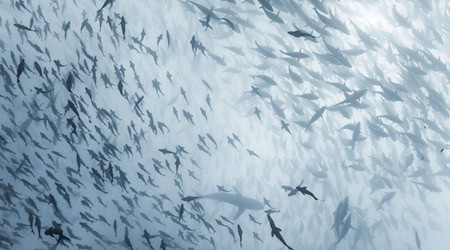 Haie als Beutetiere schwimmen gemeinsam mit kleinen Fischen. Der Rückgang der Großen verändert Nahrungsnetze weltweit. © Ocean Image Bank/Toby Matthews