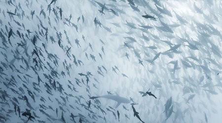 ome big and small in the same water: where sharks disappear, entire food webs are shaken. This is shown by a global study by iDiv Leipzig.