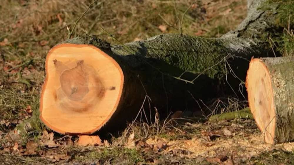 Baumfällung am Augustusweg. Fotos: Stadt Radebeul