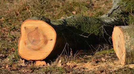 Baumfällung am Augustusweg. Fotos: Stadt Radebeul