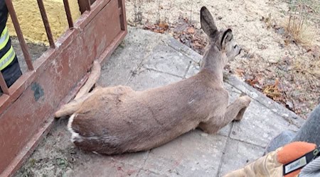 Das Reh wurde befreit. Foto: Feuerwehr Meißen