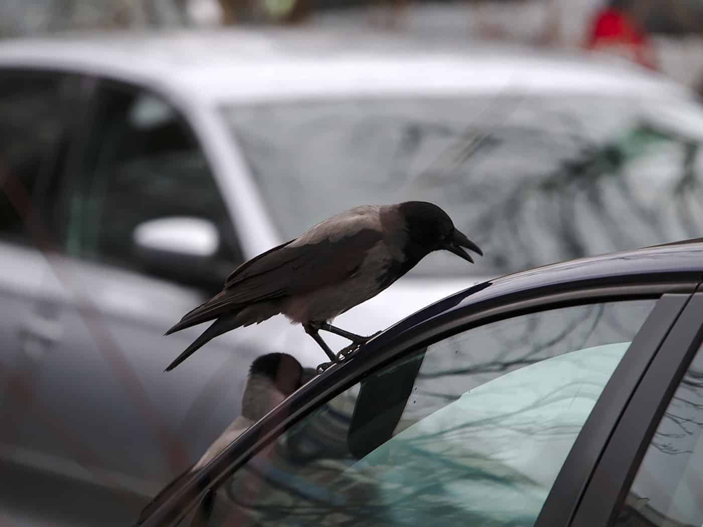 Symbolbild Autoscheibe / pixabay koala0815