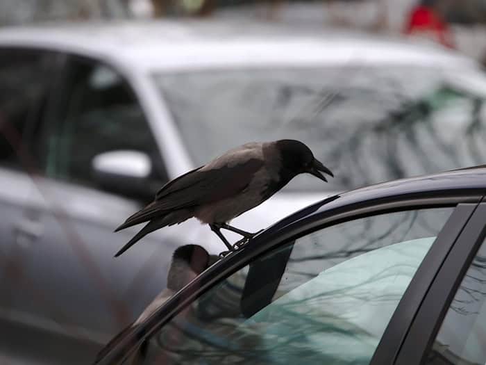 Symbolbild Autoscheibe / pixabay koala0815