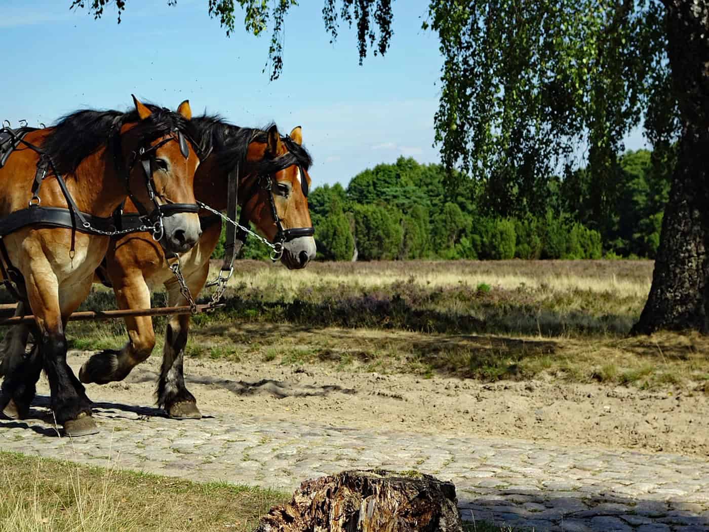 Symbolbild Pferdekutsche / pixabay StephanieAlbert