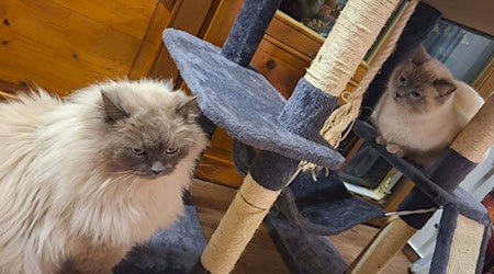 Die Birma-Kater Hubert  und Staller (r) sind inzwischen wieder im Allgäu vereint. / Foto: -/Polizeiinspektion Füssen/dpa