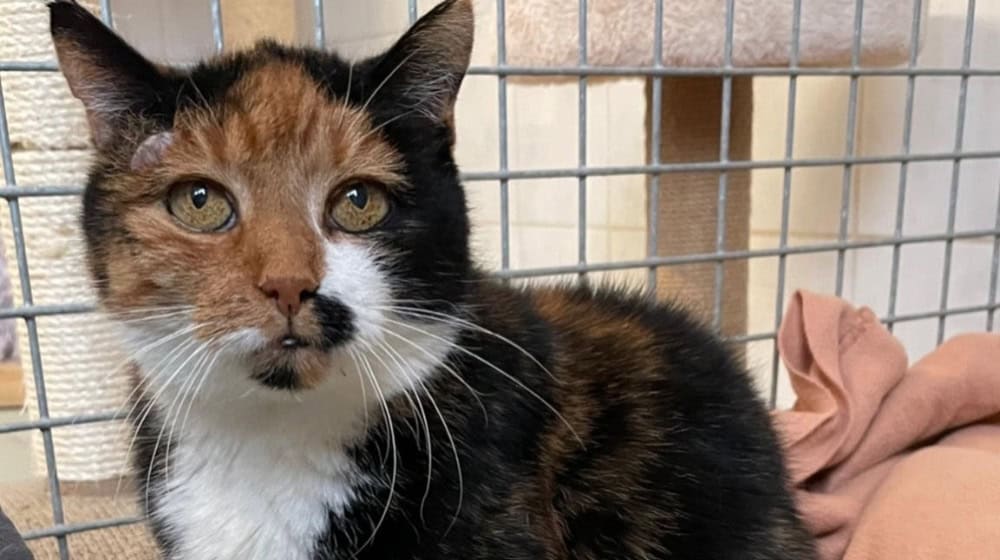 Queen Cinderella. Foto: Tierheim Meißen