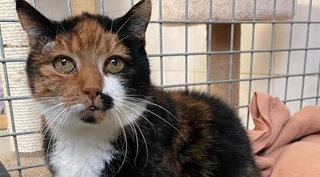 Queen Cinderella. Foto: Tierheim Meißen