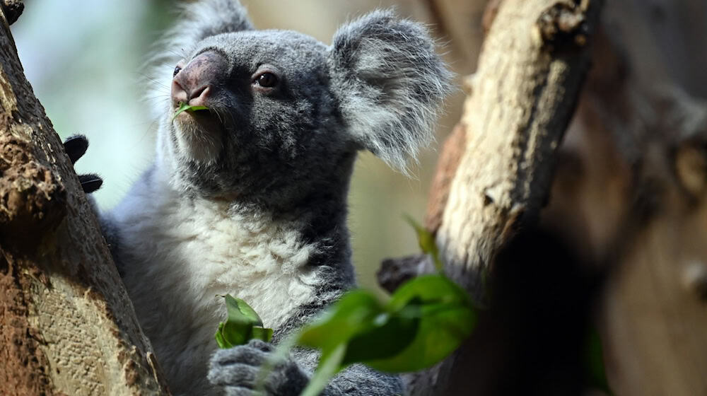 Mandie gave birth to the first koala offspring at Leipzig Zoo in 2020. (Archive image) / Photo: Patricia Bartos/dpa