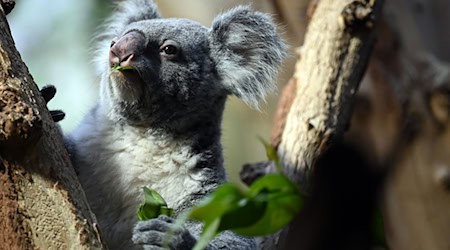 Mandie sorgte 2020 für den ersten Koala-Nachwuchs im Leipziger Zoo. (Archivbild) / Foto: Patricia Bartos/dpa