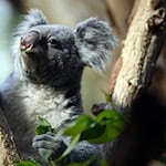 Mandie sorgte 2020 für den ersten Koala-Nachwuchs im Leipziger Zoo. (Archivbild) / Foto: Patricia Bartos/dpa
