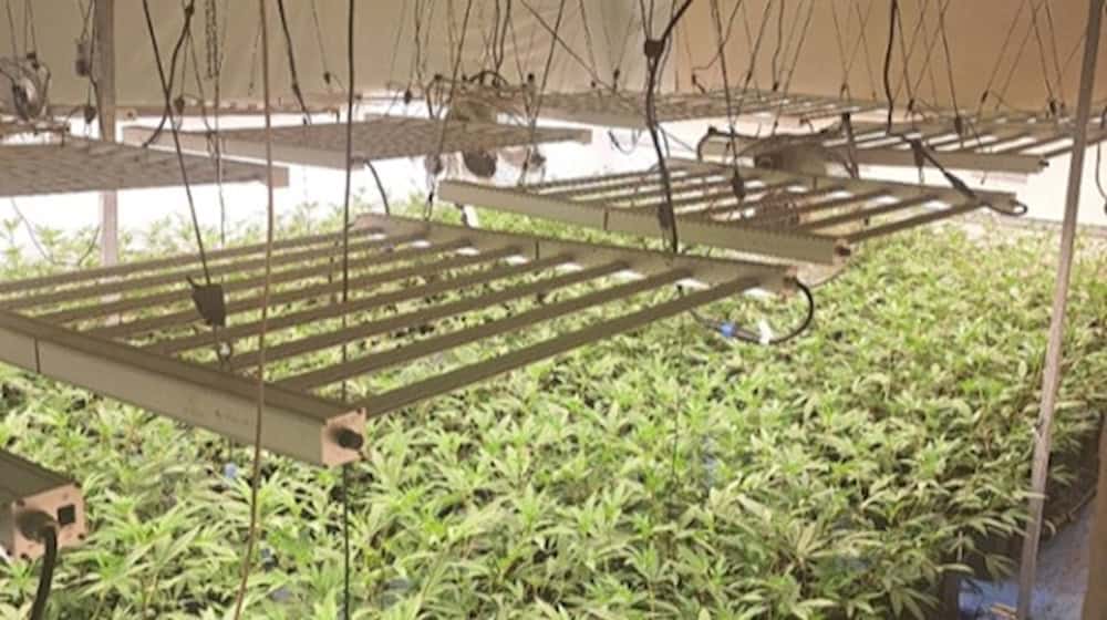 1.400 Hanfpflanzen in Leisnig entdeckt. Foto: Polizeidirektion Chemnitz