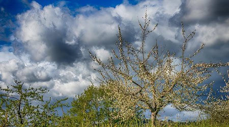 Symbolbild Streuobstwiese / pixabay analogicus