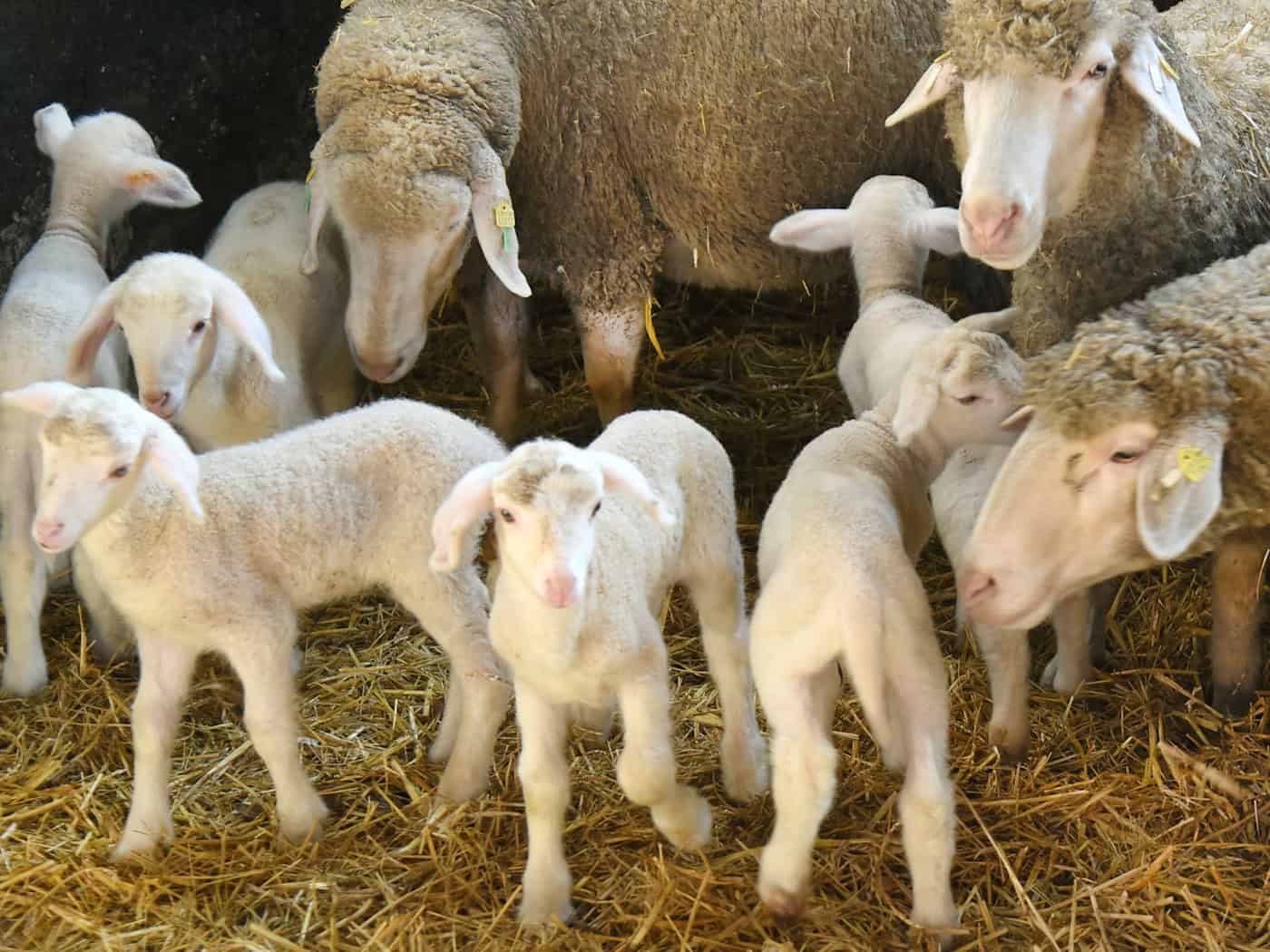 The number of lambs has risen again in Saxony. / Photo: Waltraud Grubitzsch/dpa/ZB