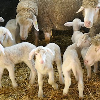 Die Zahl der Lämmer ist in Sachsen wieder gestiegen. / Foto: Waltraud Grubitzsch/dpa/ZB