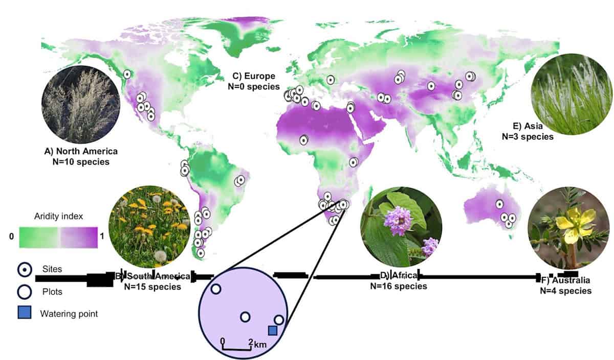 This world map marks the research areas in arid regions. It also shows which non-native plants are most common there.