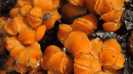 Pionier auf verbrannter Erde: Der Breitsporige Brandstellenbecherling (Anthracobia platyspora) gehört zu den ersten Lebewesen, die nach einem Waldbrand den Boden besiedeln.