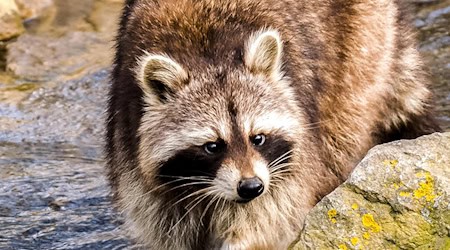 Symbolbild Waschbär / pixabay Kathy_Büscher