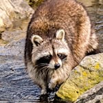 Symbolbild Waschbär / pixabay Kathy_Büscher