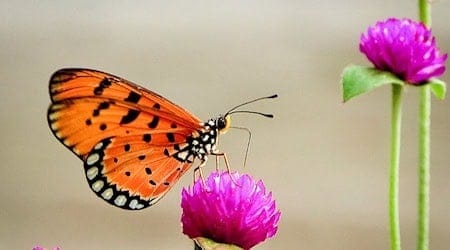 Striking and easily recognizable: the South Asian butterfly Acraea terpsicore is on the rise. Its spread can now be tracked almost in real time thanks to photos from social media.