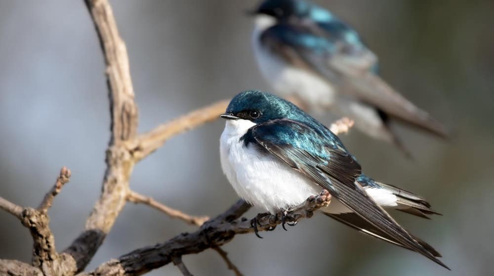 Swallows are considered indicator animals - their population reveals how insects and habitats are doing. A new European network also wants to systematically record birds in the future. © pixabay/Ted Erski