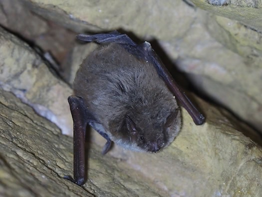 Rare pond bat discovered in Saxon Switzerland