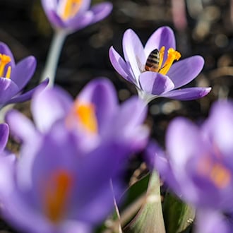 Es wird frühlingshaft in Sachsen-Anhalt. (Symbolbild) / Foto: Jan Woitas/dpa