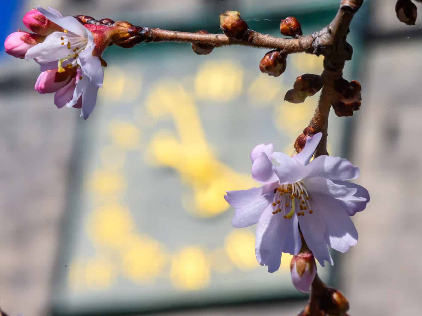 In den nächsten Tagen wird es frühlingshaft.  / Foto: Hendrik Schmidt/dpa