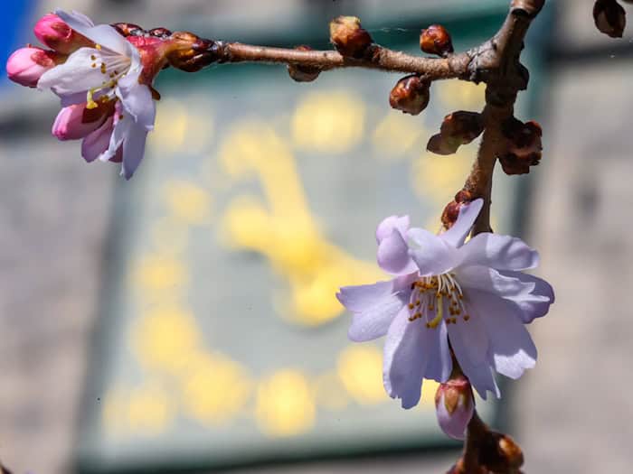 In den nächsten Tagen wird es frühlingshaft.  / Foto: Hendrik Schmidt/dpa