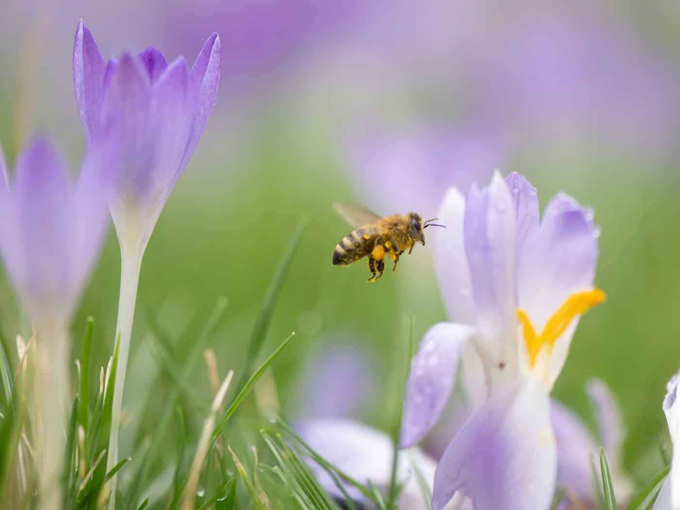 Крокуси, зимові аконіти, проліски та фундук зараз є першою їжею для бджіл у Саксонії. (Архівне зображення) / Фото: Sebastian Kahnert/dpa