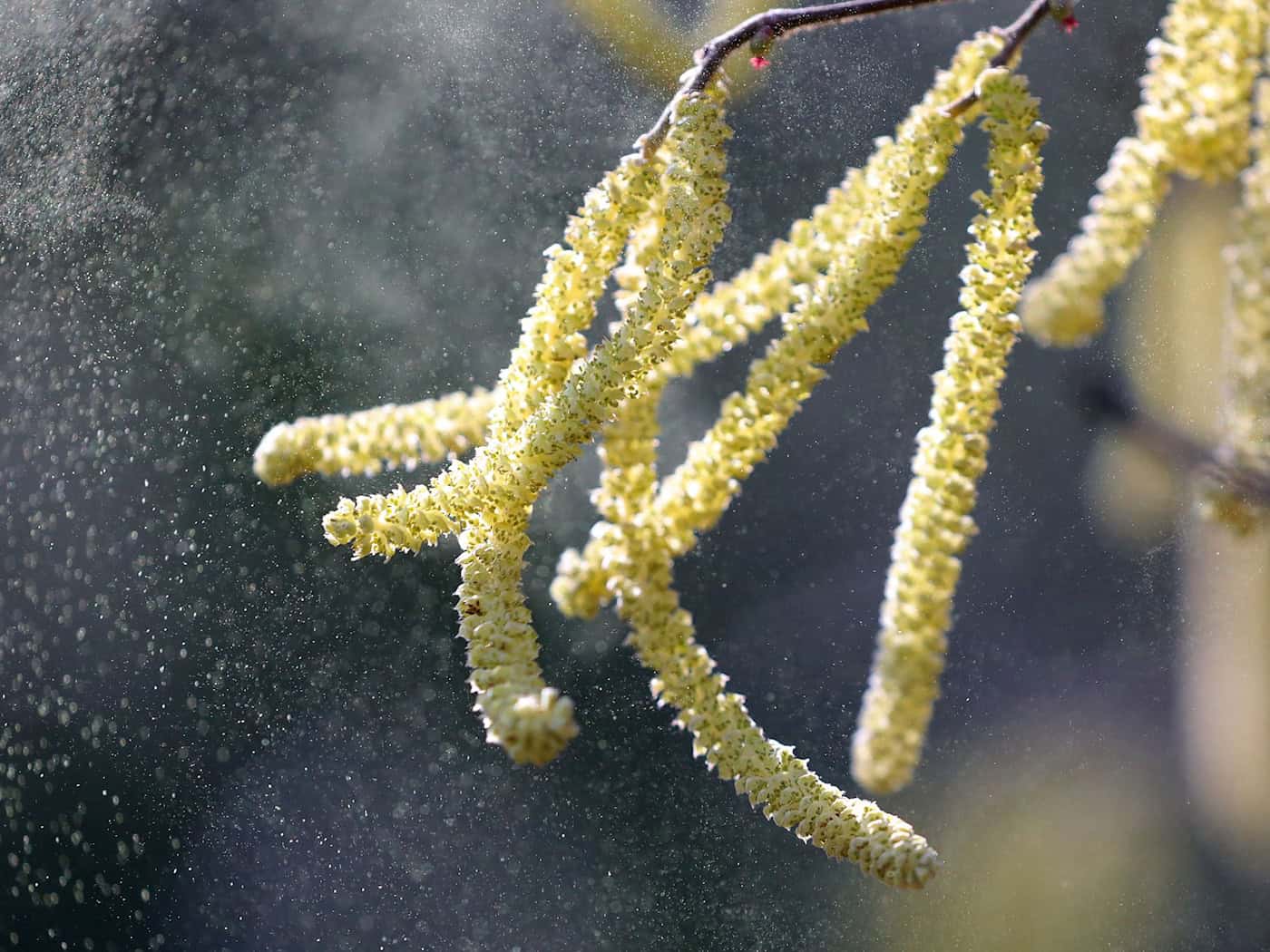 The pollen count of hazel and alder begins with the first warm days. (Archive image) / Photo: Wolfgang Kumm/dpa