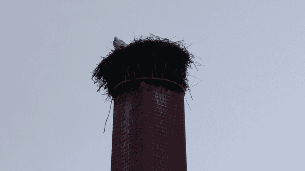 Storch Albanusstraße Schkeuditz / Bild: Linda Krämer