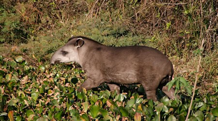 Lowland tapir in the Pantanal: The researchers in Görlitz use movement data of such animals to better assess their chances of survival. M. Zanferrari/Wikimedia Commons, CC BY-SA 2.0