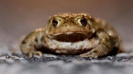 Umweltmobile aus ganz Deutschland treffen sich an diesem Donnerstag in Naunhof bei Leipzig (Symbolbild). / Foto: Sebastian Willnow/dpa