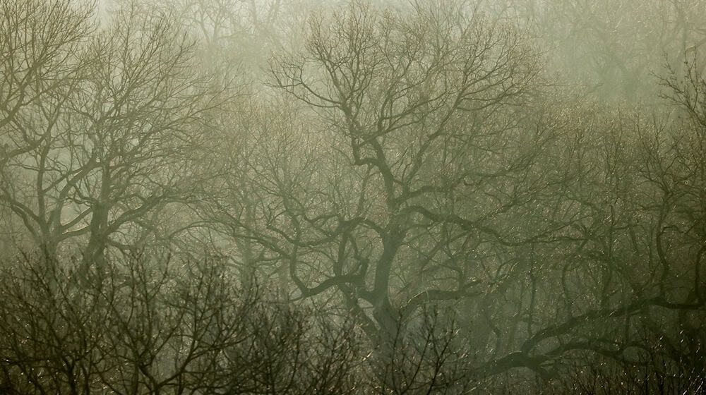 Environmental associations are concerned about biodiversity in Leipzig in view of the many construction projects (archive photo). / Photo: Jan Woitas/dpa-Zentralbild/dpa