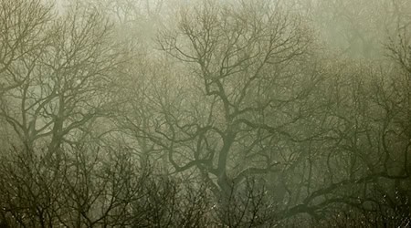 Umweltverbände sorgen sich angesichts vieler Bauprojekte um die biologische Vielfalt in Leipzig (Archivbild). / Foto: Jan Woitas/dpa-Zentralbild/dpa