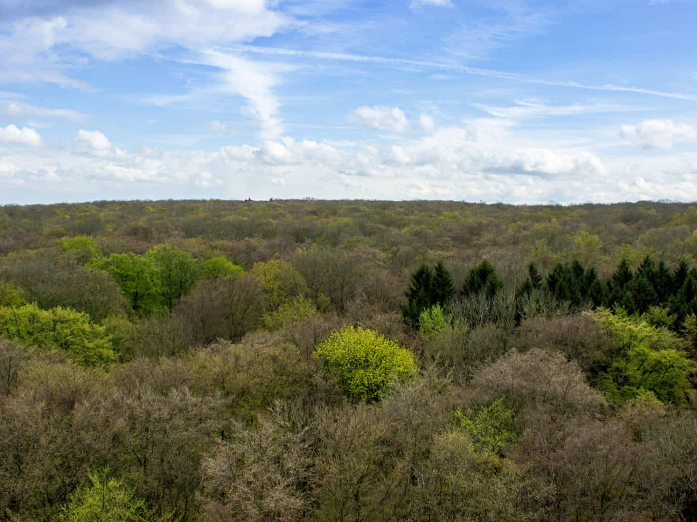 Fresh green in Hainich National Park: Central Europe's forests awaken in April - and the earth's green center of gravity moves north. © Stefan Bernhardt