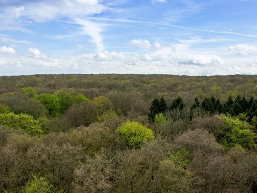 Frühlingserwachen im Hainich: Wenn Thüringens Wälder ergrünen, verschiebt sich der grüne Schwerpunkt der globalen Vegetation gen Norden.