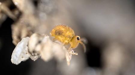 Springschwänze, wie dieses Tier aus der Gattung Sminthurinus, halten mit vielen weiteren Bodentieren, das Ökosystem Boden am Laufen. © Clément Schneider