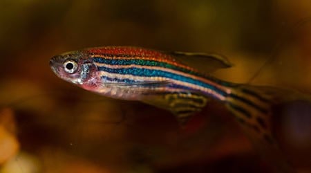 The zebrafish is an important animal in science - its transparent tail fin grows back quickly after an injury and gives researchers at the MPI-CBG in Dresden unique insights into wound healing.