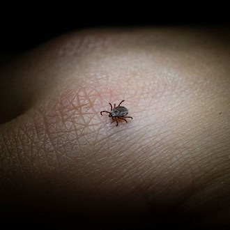 Zwei neue FSME-Risikogebiete in Deutschland ausgewiesen