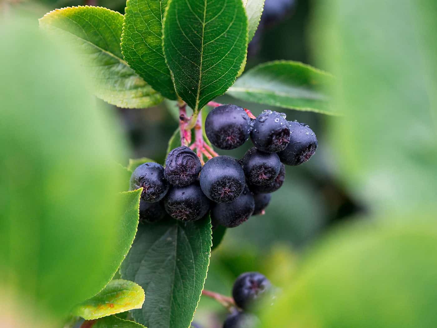 Rok 2025 byl pro bobule arónie v Sasku příznivý.