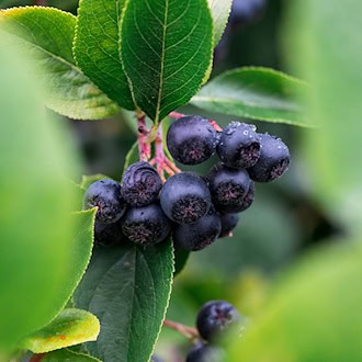 2025 war guter Jahrgang für die Aroniabeere in Sachsen