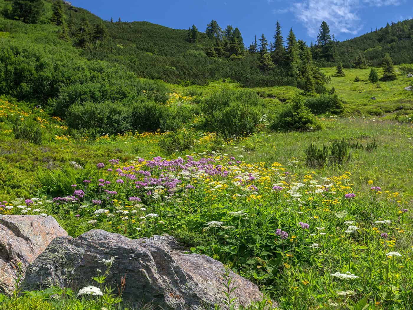 Silent change at altitude: plant communities in mountainous areas react five times faster to global warming than in forests and meadows.