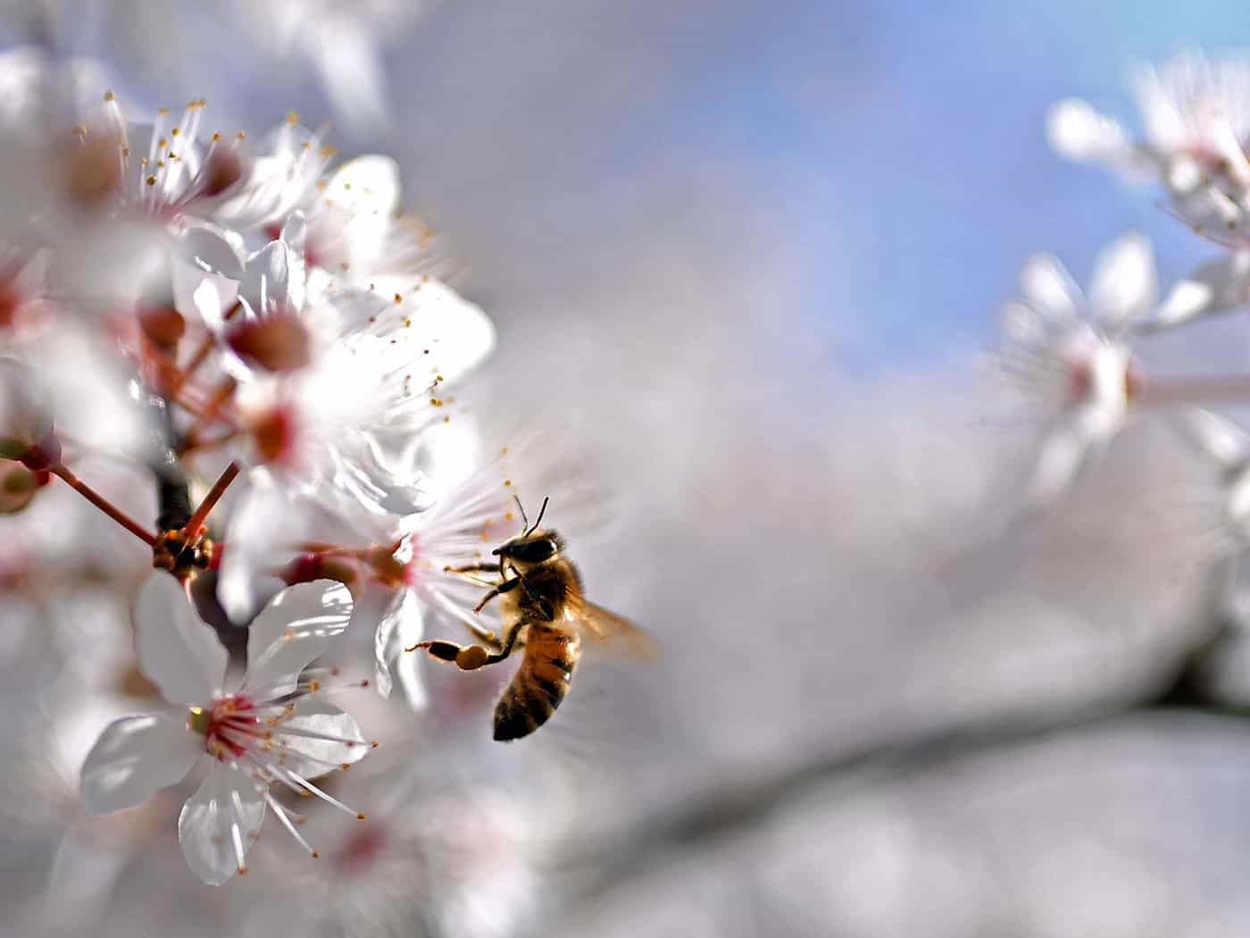 Nákaza včel v Drážďanech - okamžitá opatření