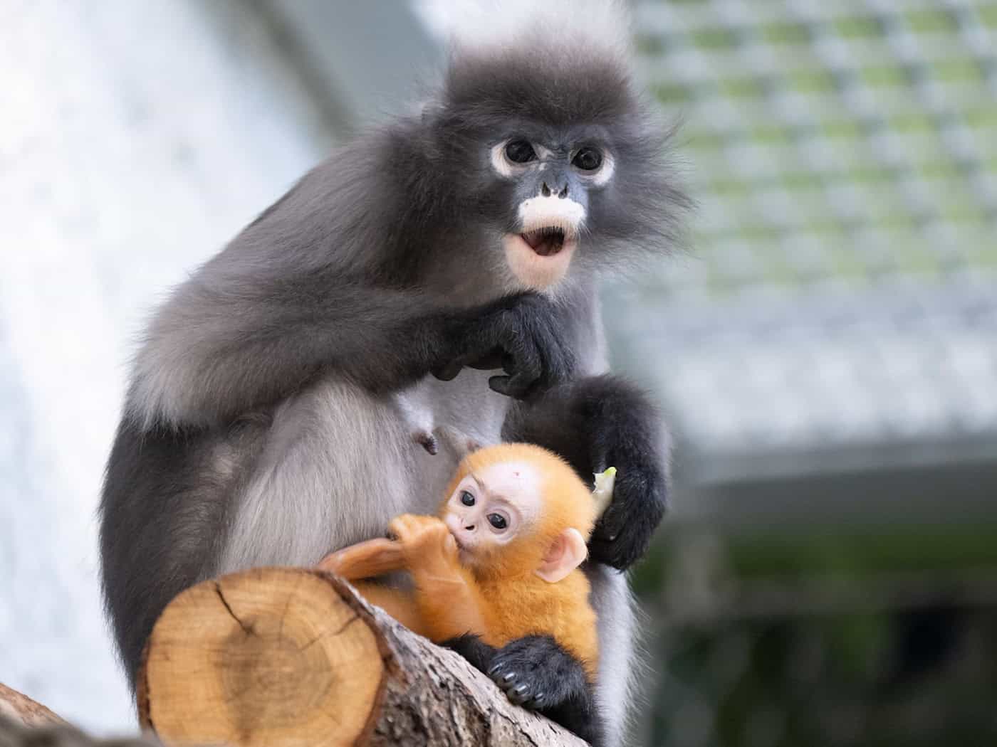 Очкасті лангури з потомством у Дрезденському зоопарку